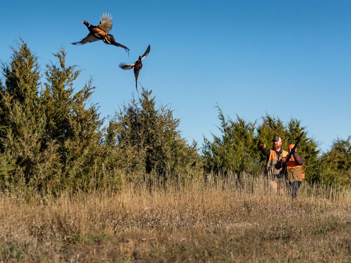Father and son hunters pheasants flushing