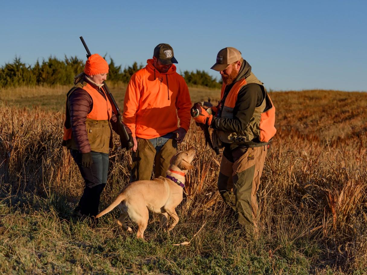 Hunting Group Dog and Pheasant