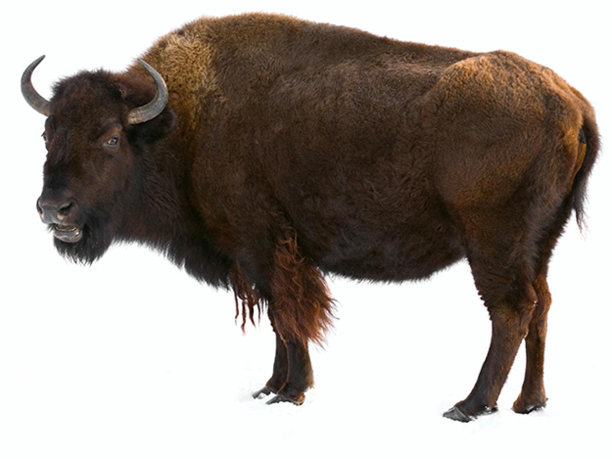 Wildlife of South Dakota | Travel South Dakota