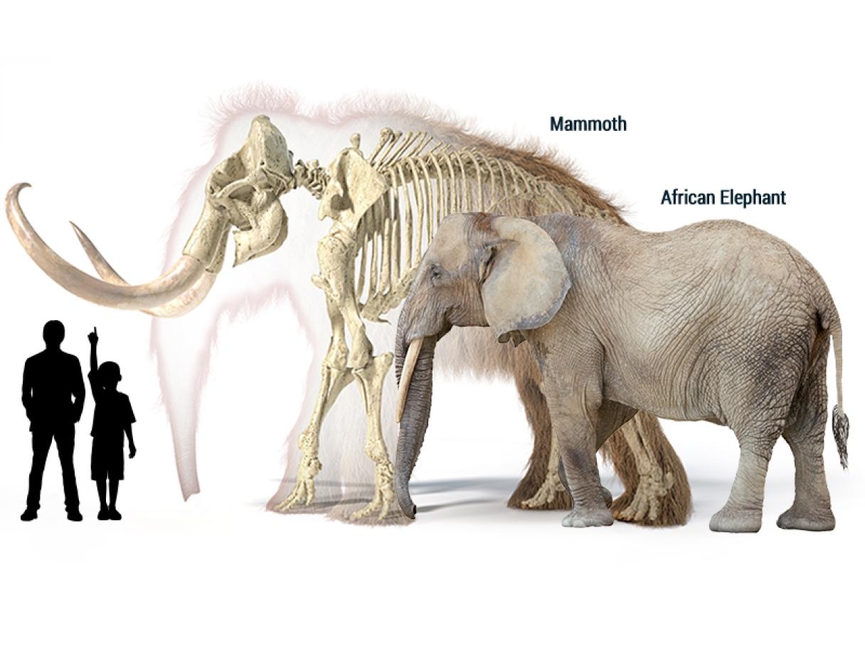 Mammoth