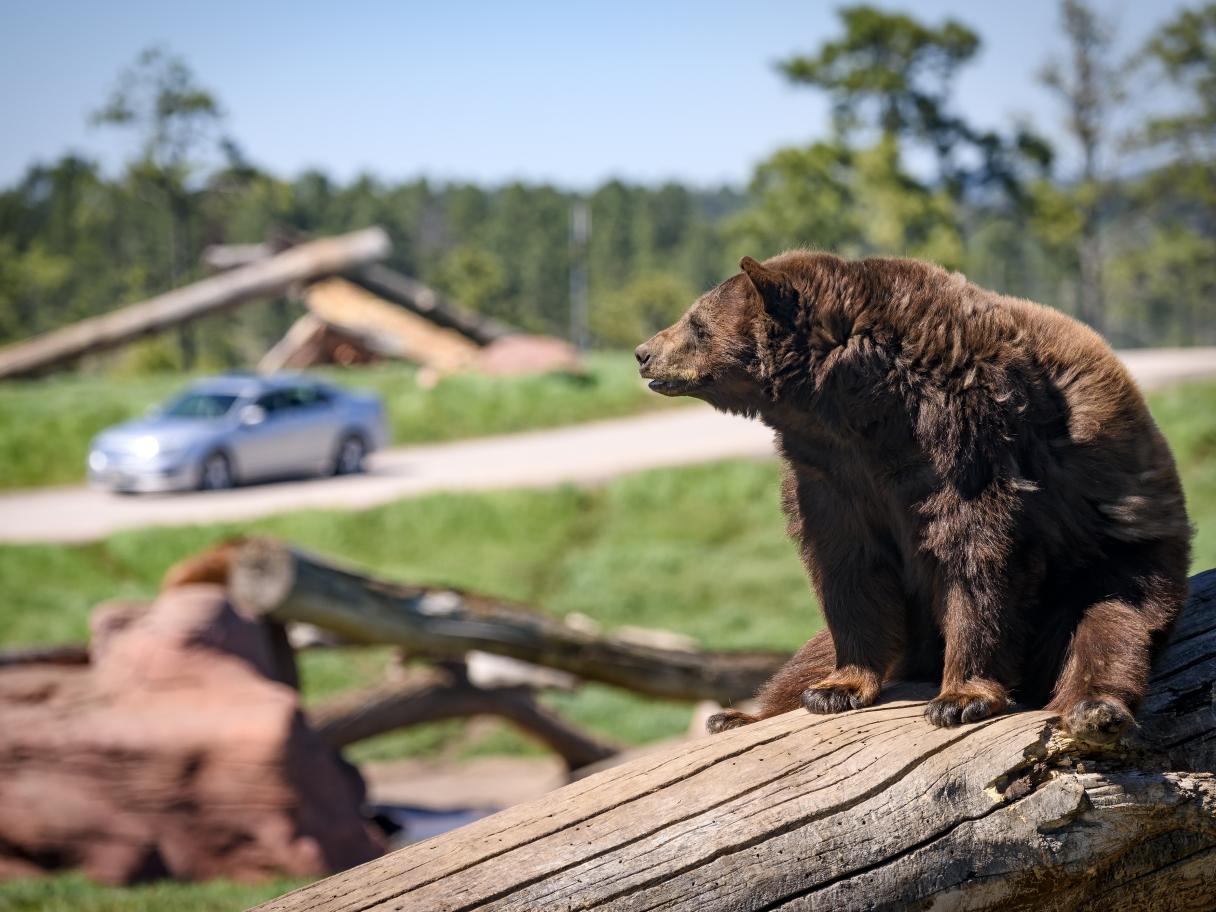Visit Bear Country USA in Rapid City.