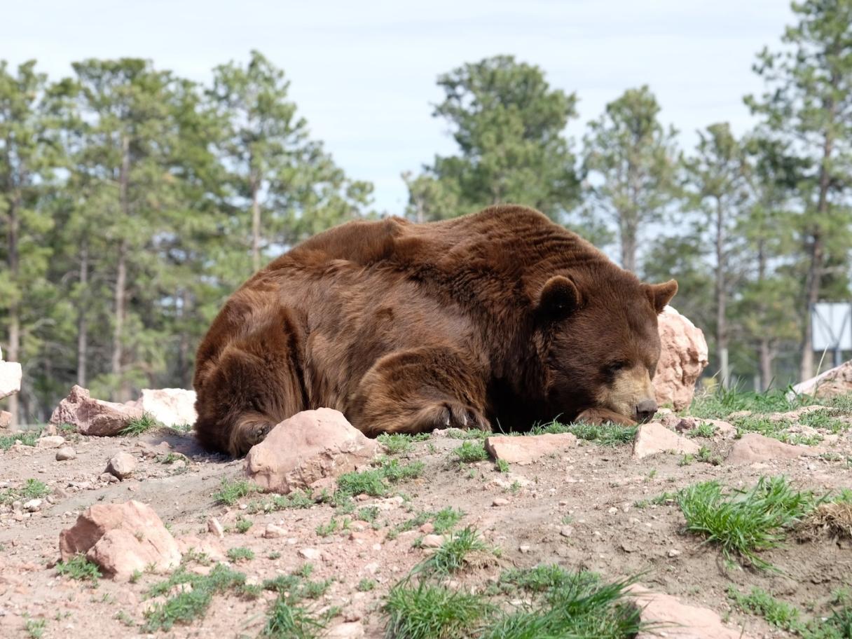 Bear Country USA