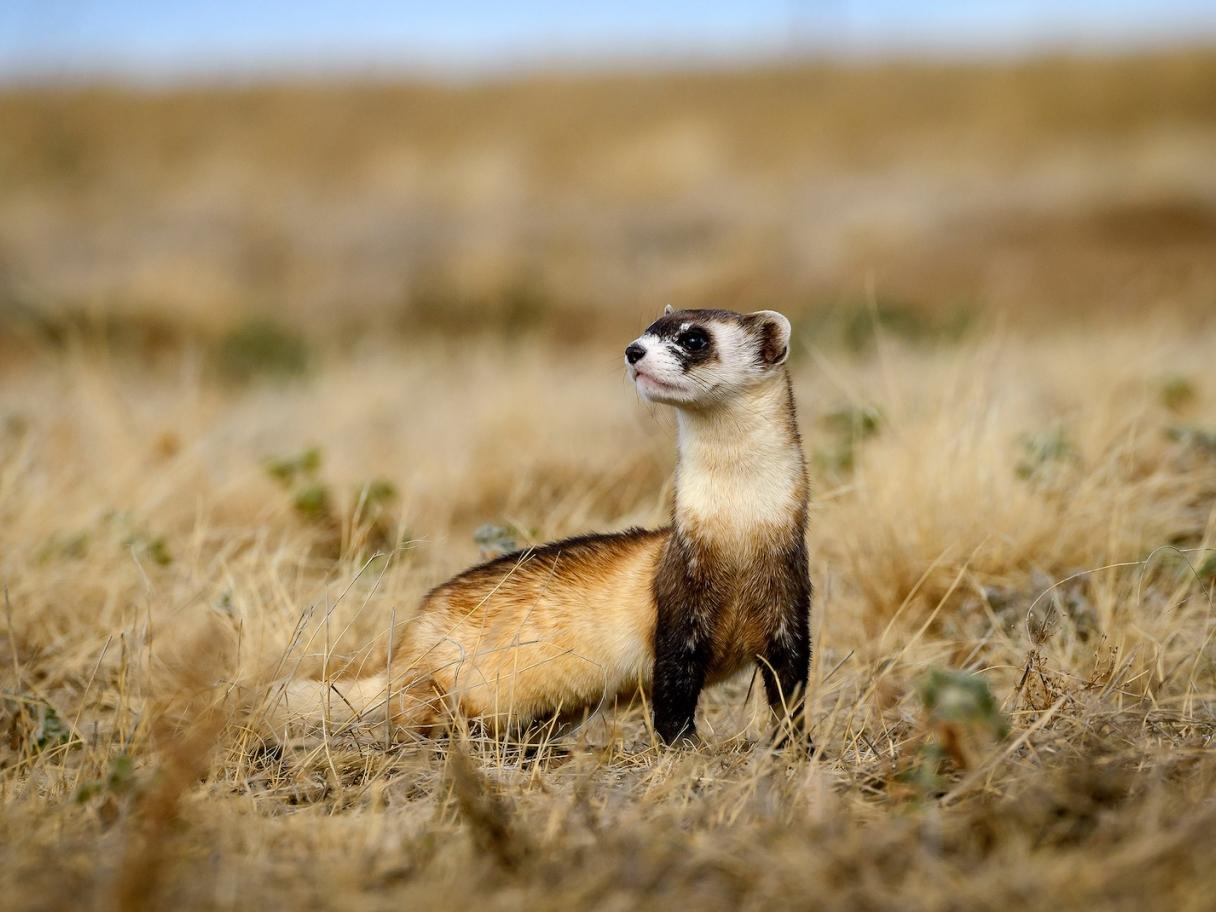 Black Footed Ferret