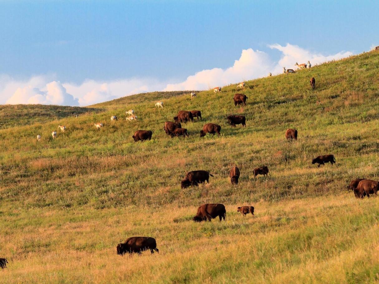 Buffalo and Pronghorn Antelope
