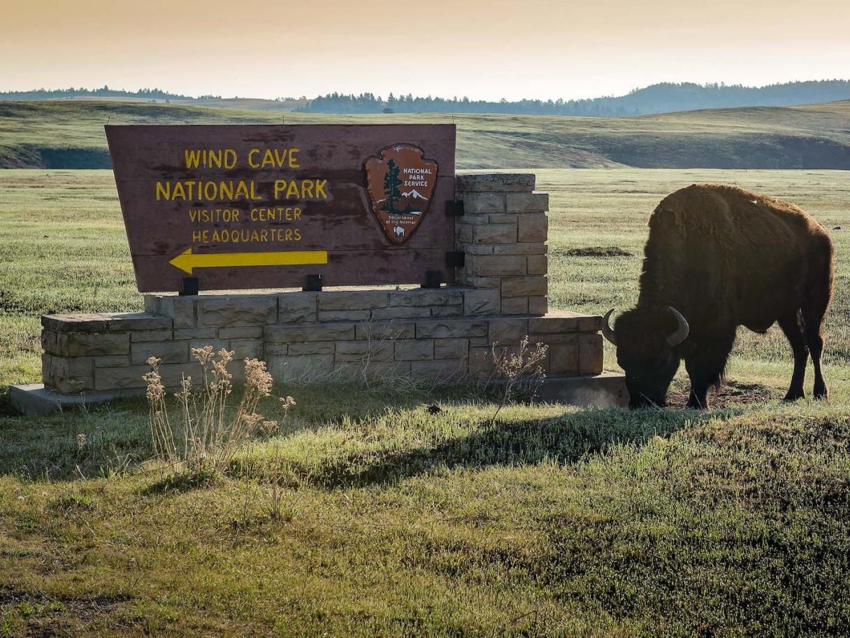 Buffalo at Wind Cave National Park