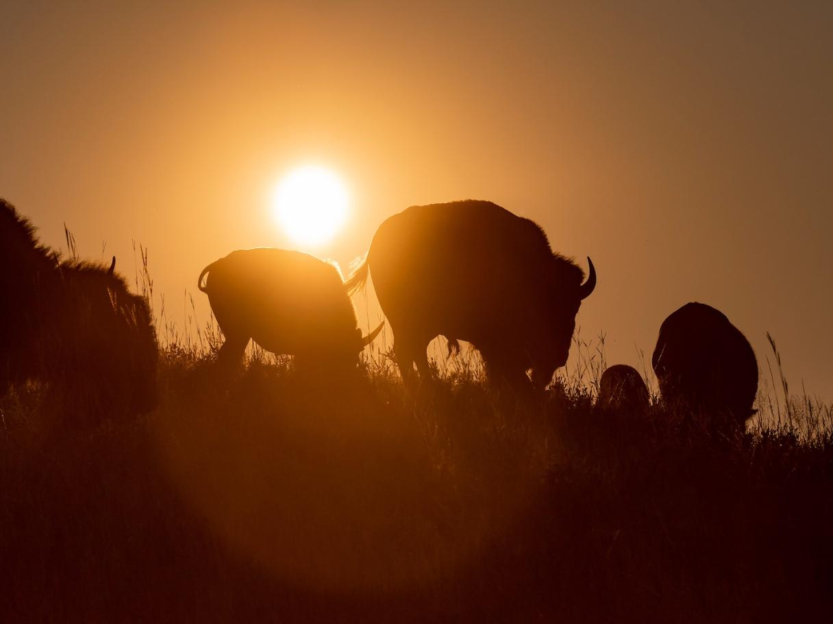 Wind Caves Buffalo at Sunset