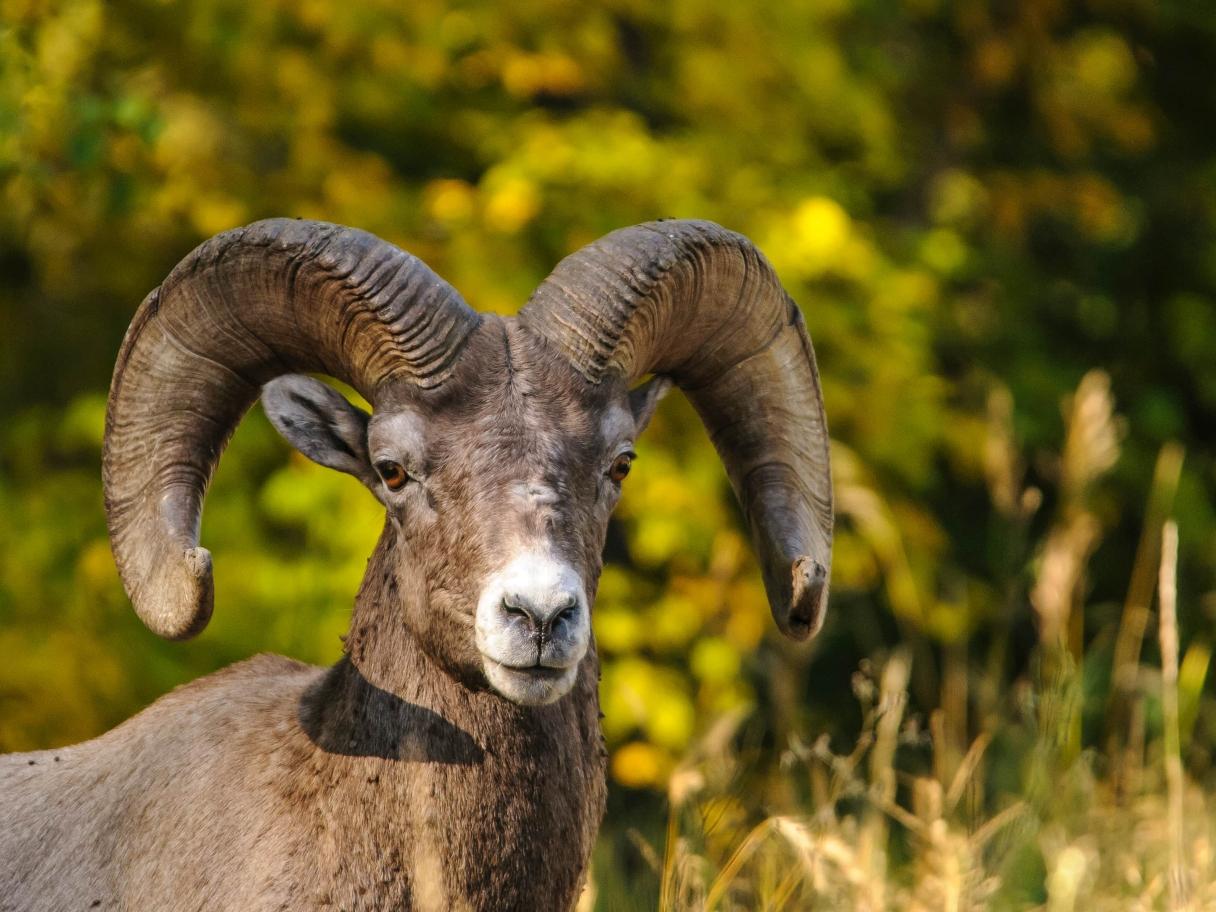 bighorn sheep