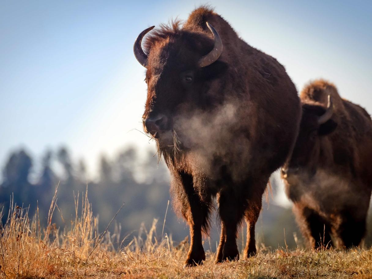 Buffalo