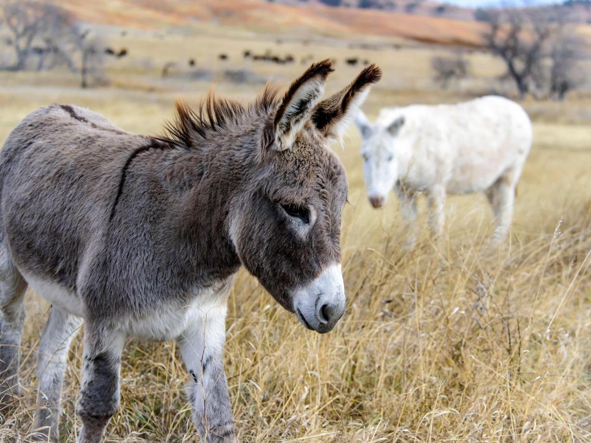 burros donkeys custer state park