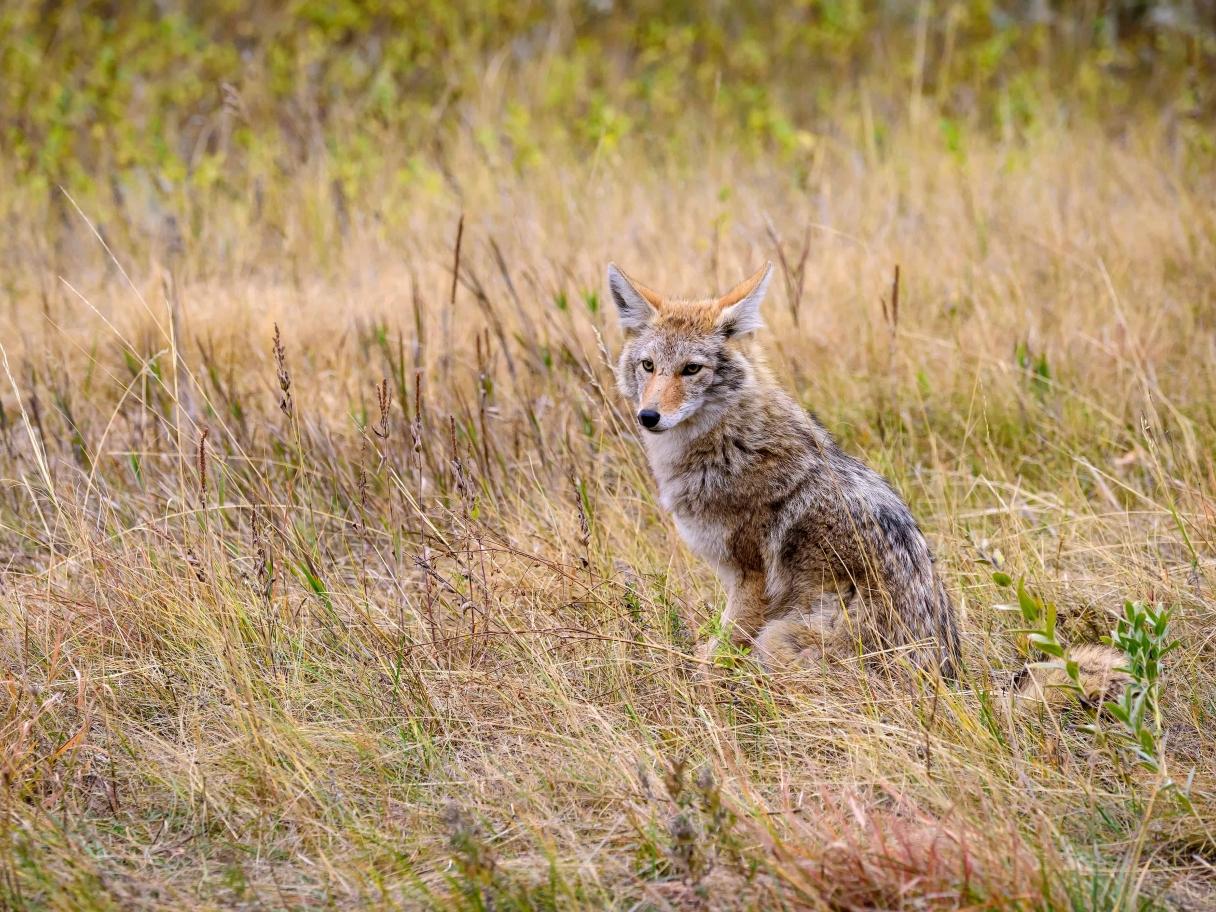 Coyote