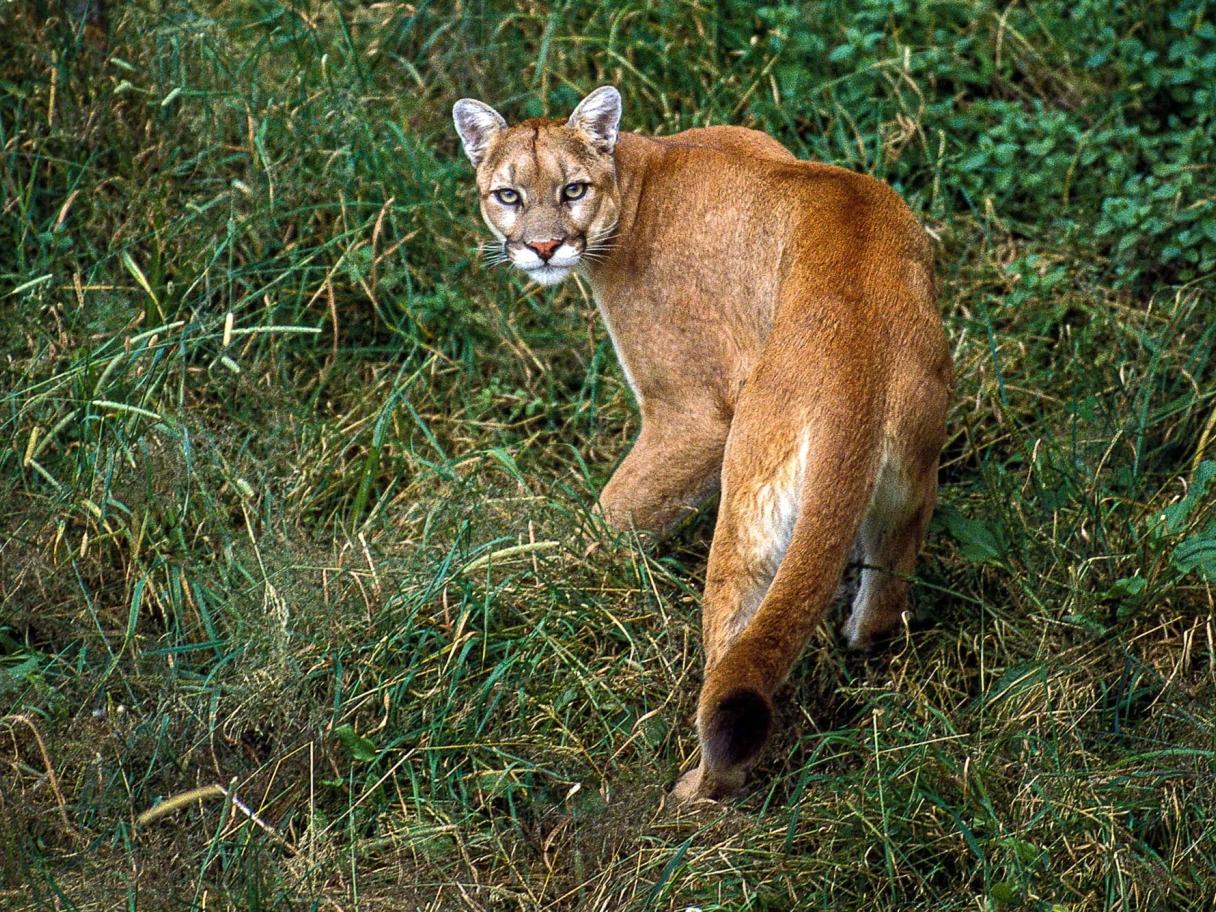 mountain lions