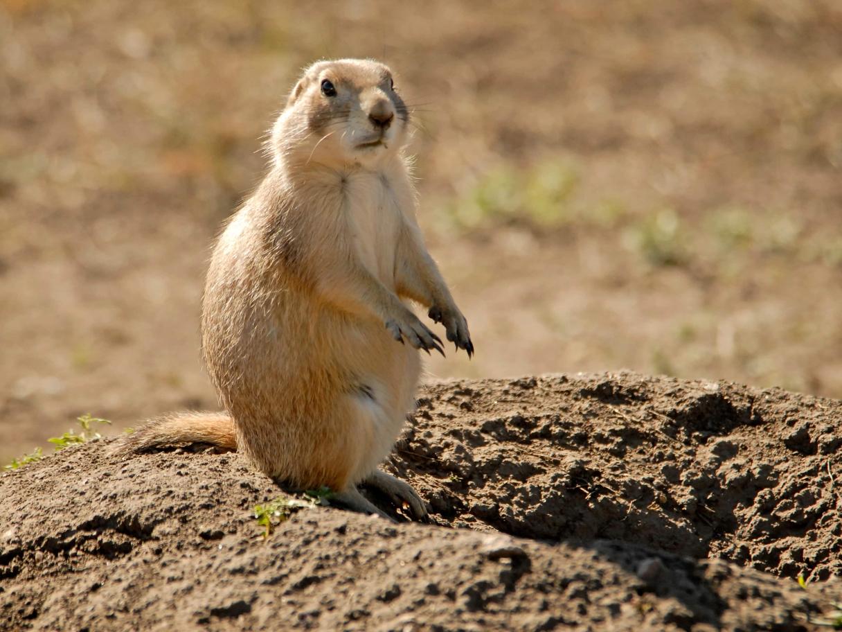 Prairie Dogs