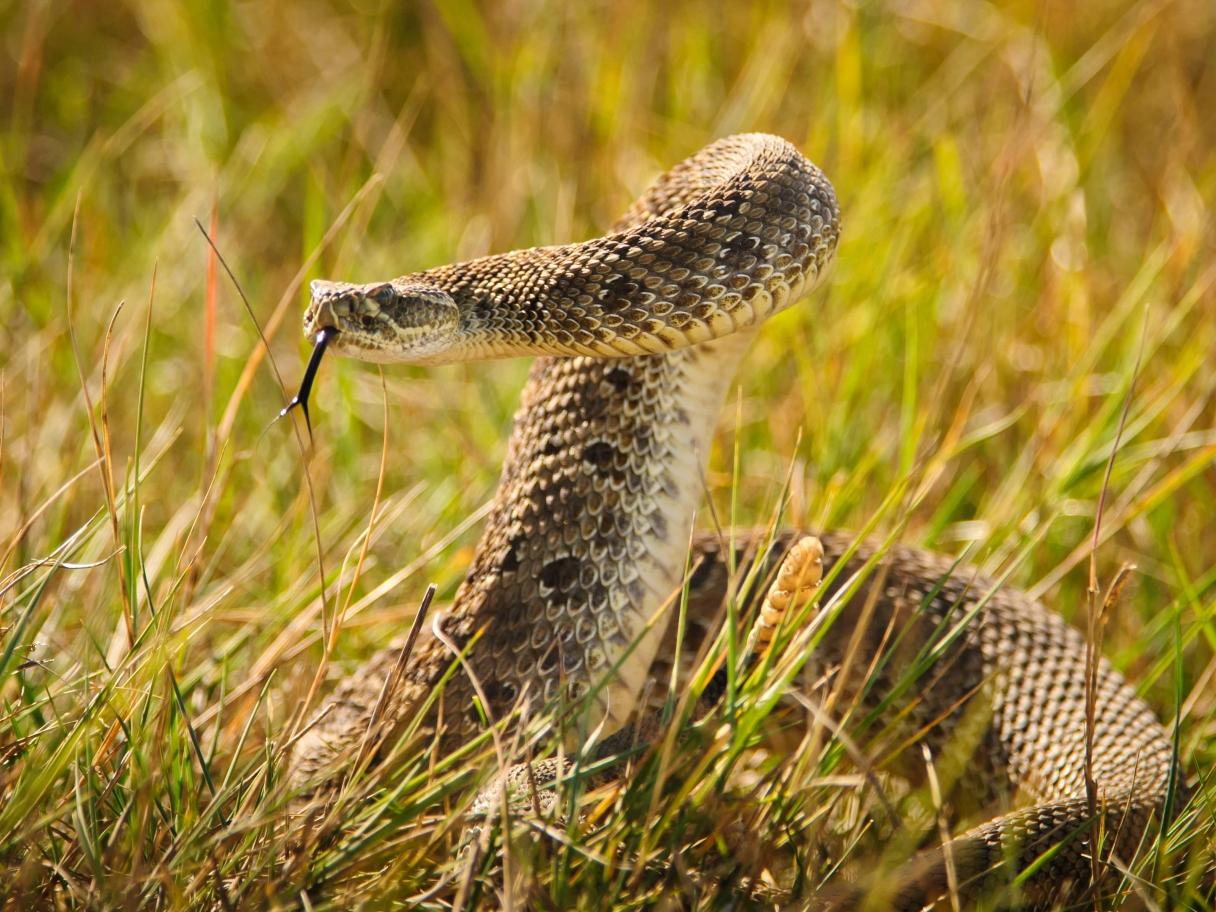 rattlesnake