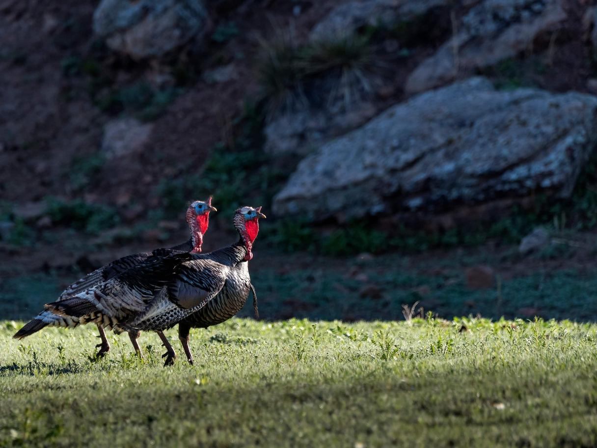 Wild turkeys