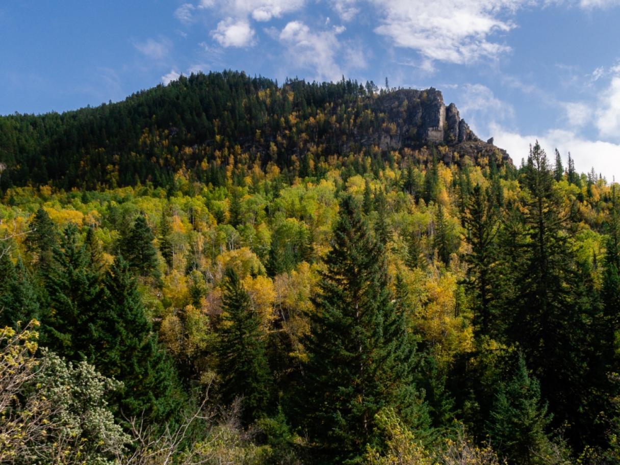 South Dakota forest