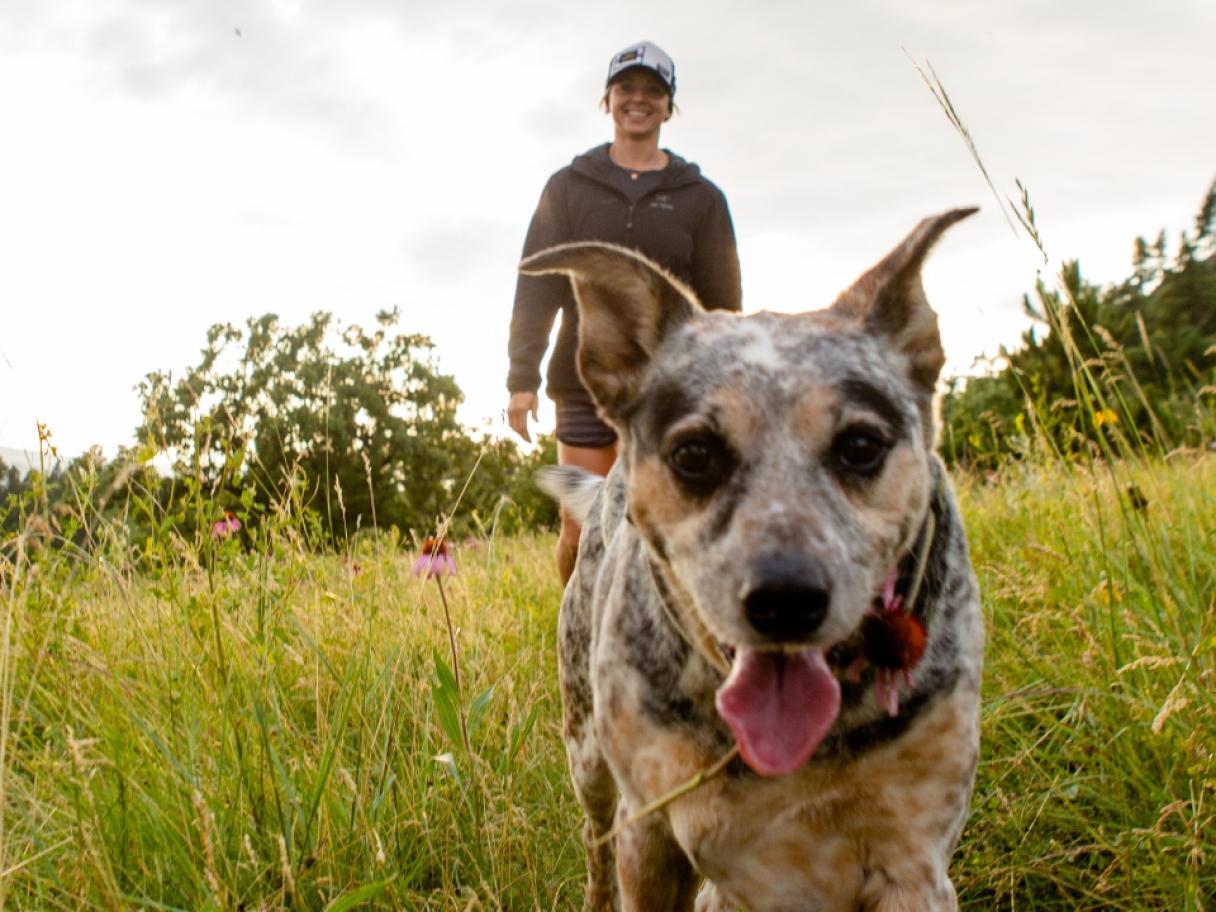 Dog running toward camera in field