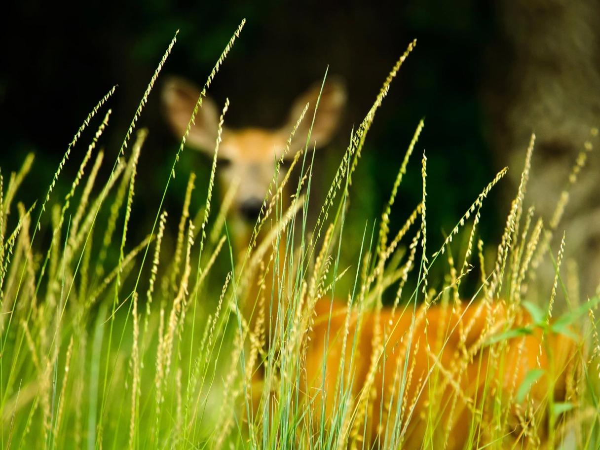Deer in tall grass