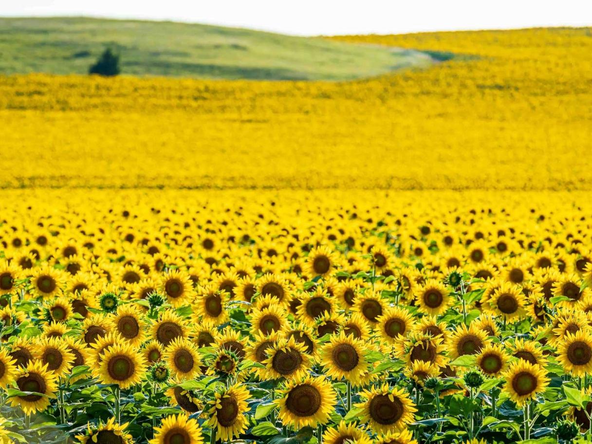 Sunflower field