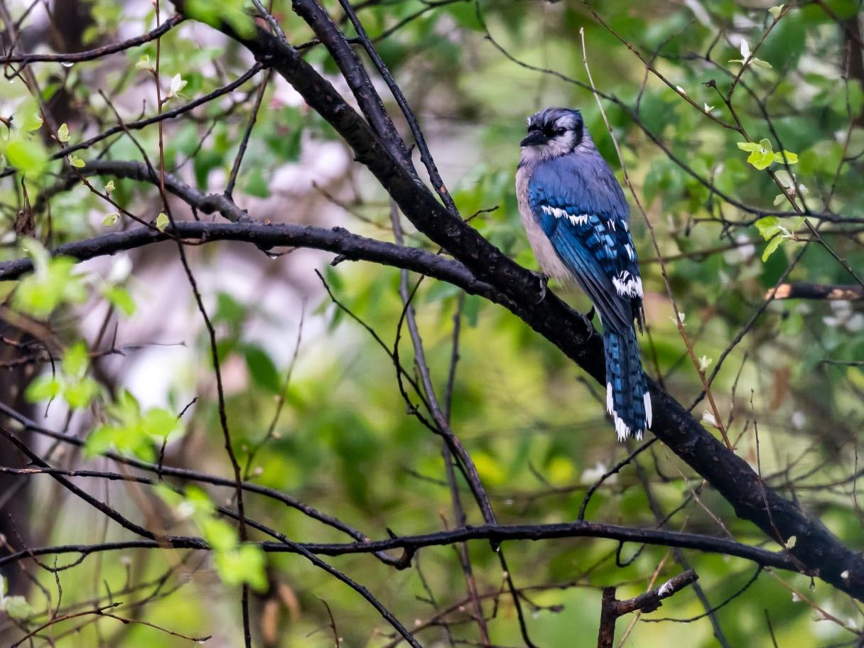 Blue Jay