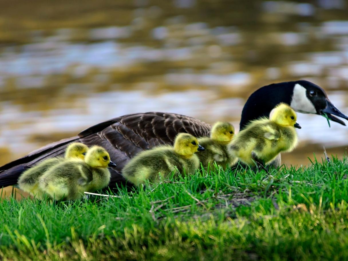 Canadian Goose with gaggle of goslings