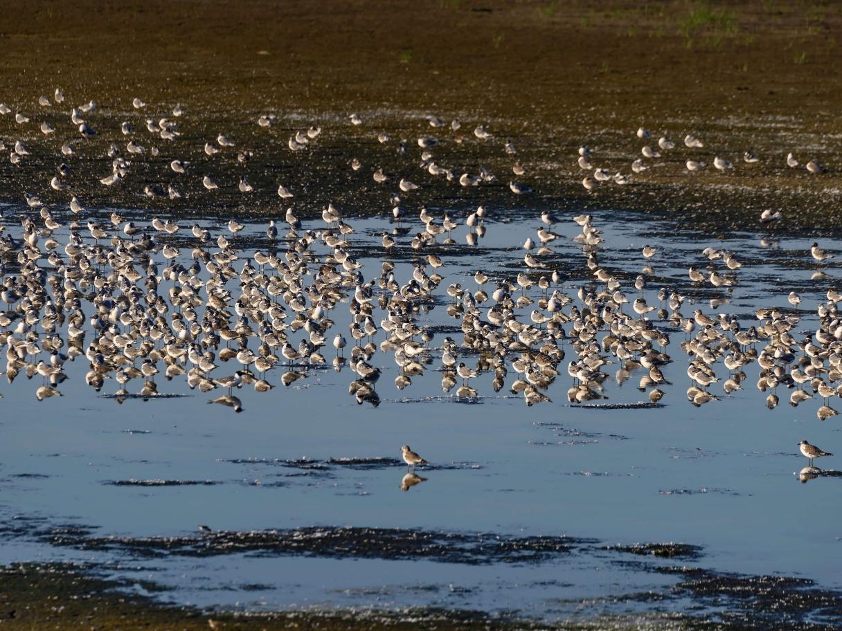 Glacial Lakes birds