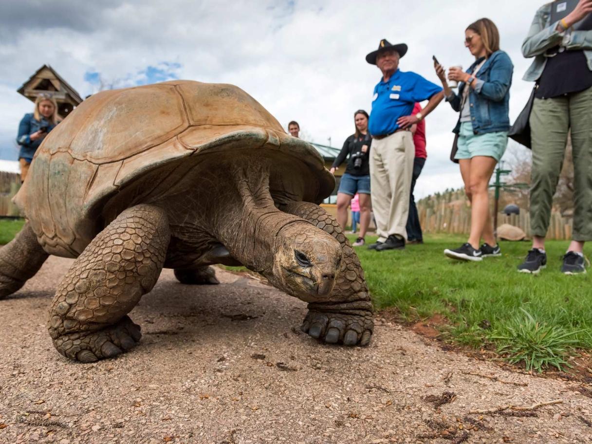 Giant tortoise with visitors nearby