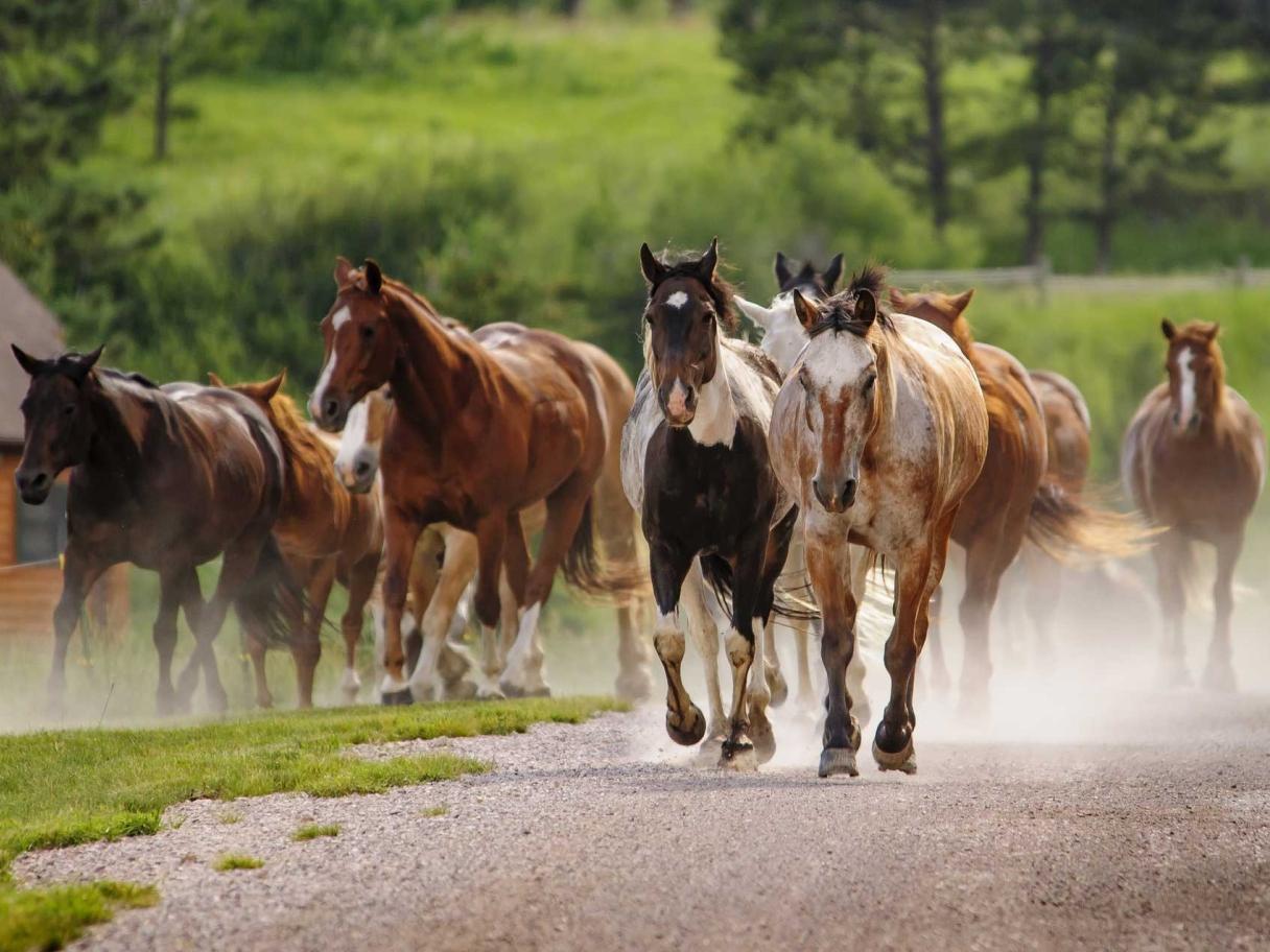 Horses at High Country Guest Ranch