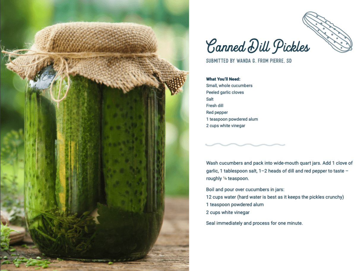 Canned Dill Pickles