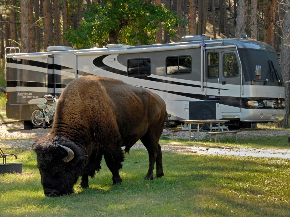 Buffalo in front of camper
