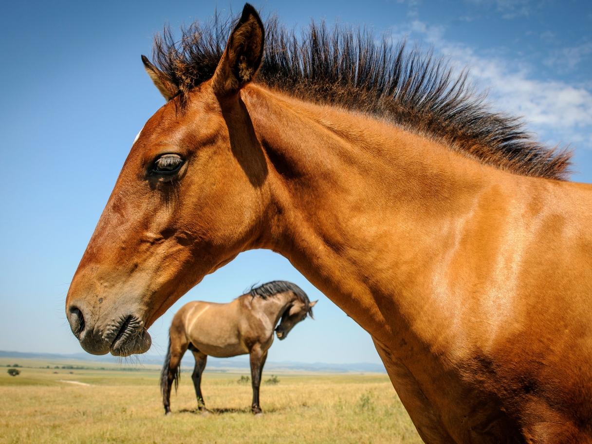 Wild Mustangs