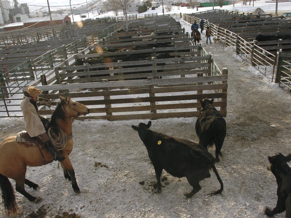 Fort Pierre livestock