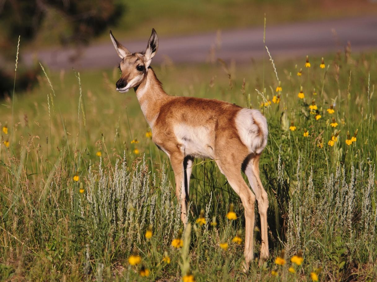 Baby antelope