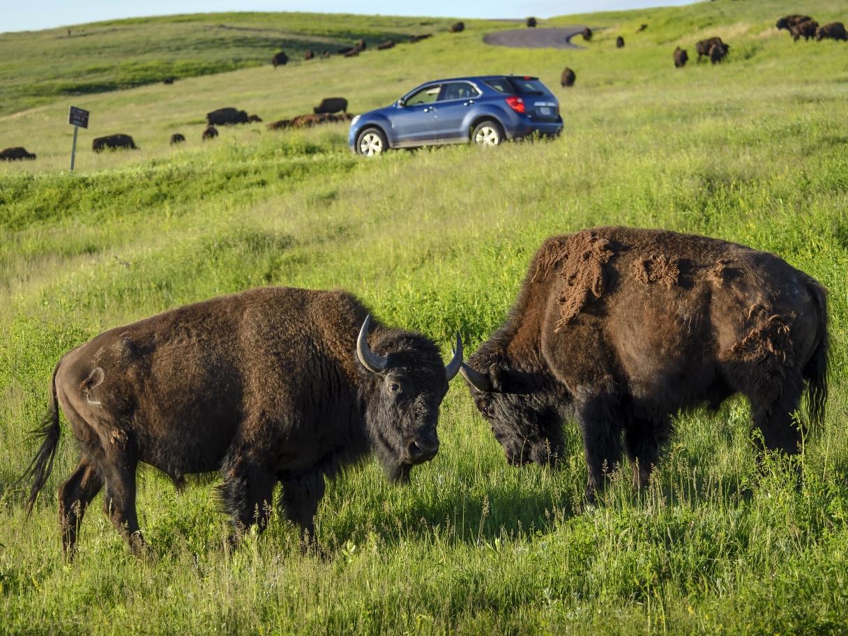 Buffalo