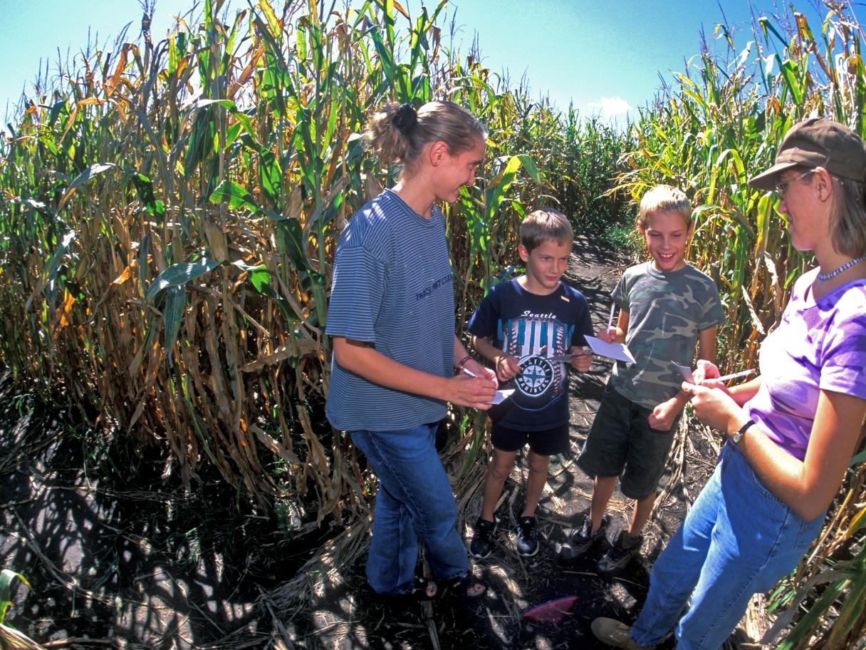 Corn Maze