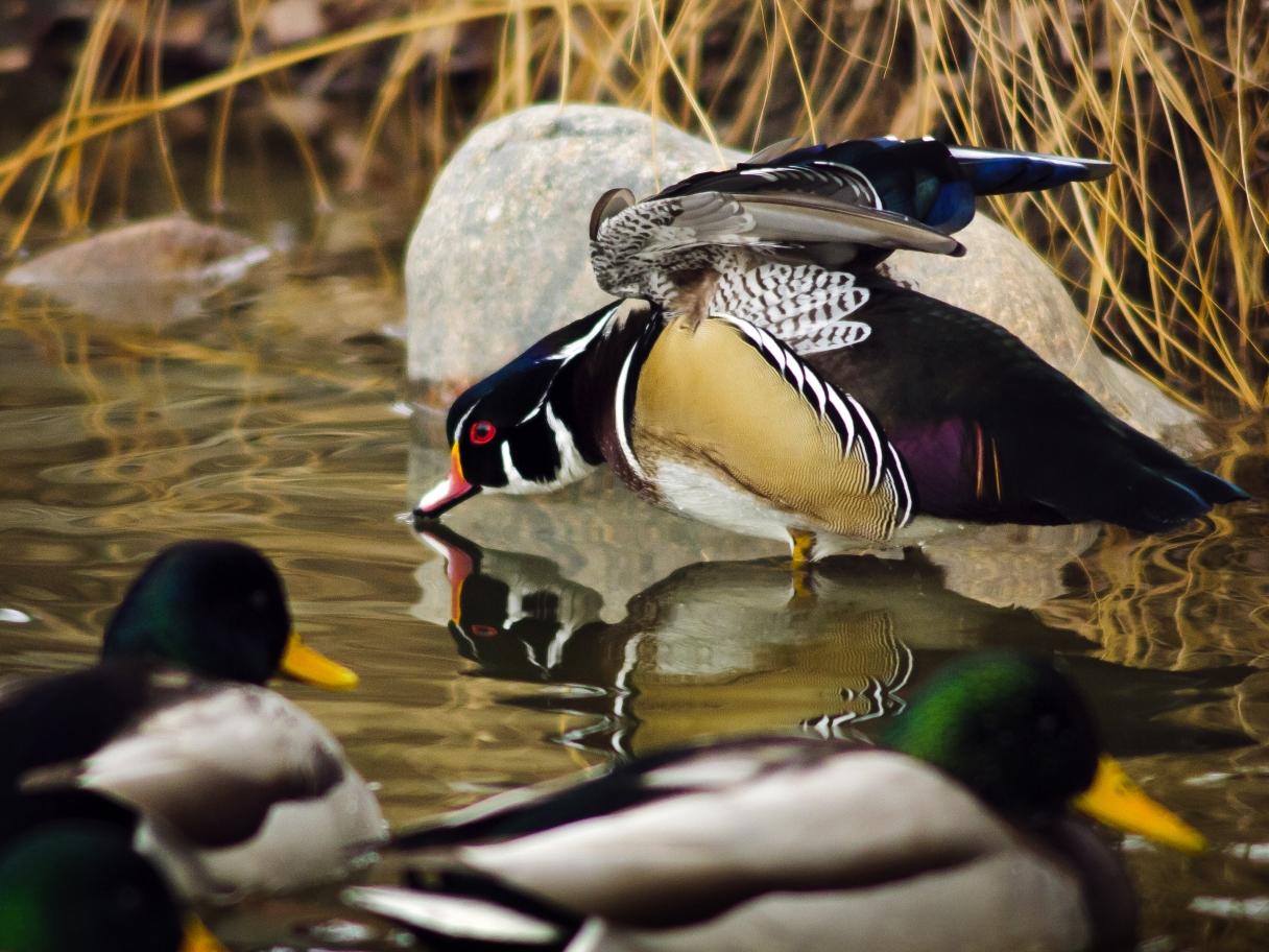 Mallard and Wood Ducks