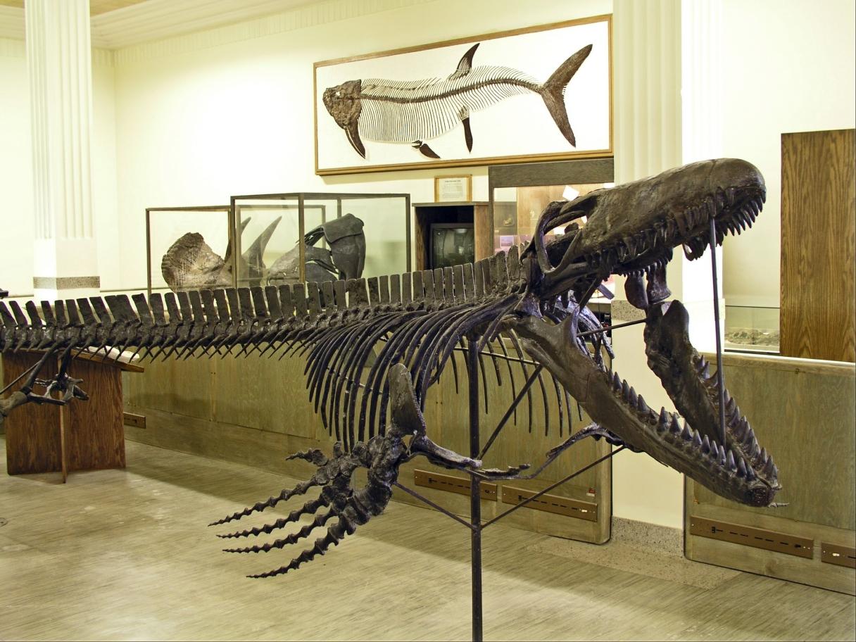 Museum of Geology