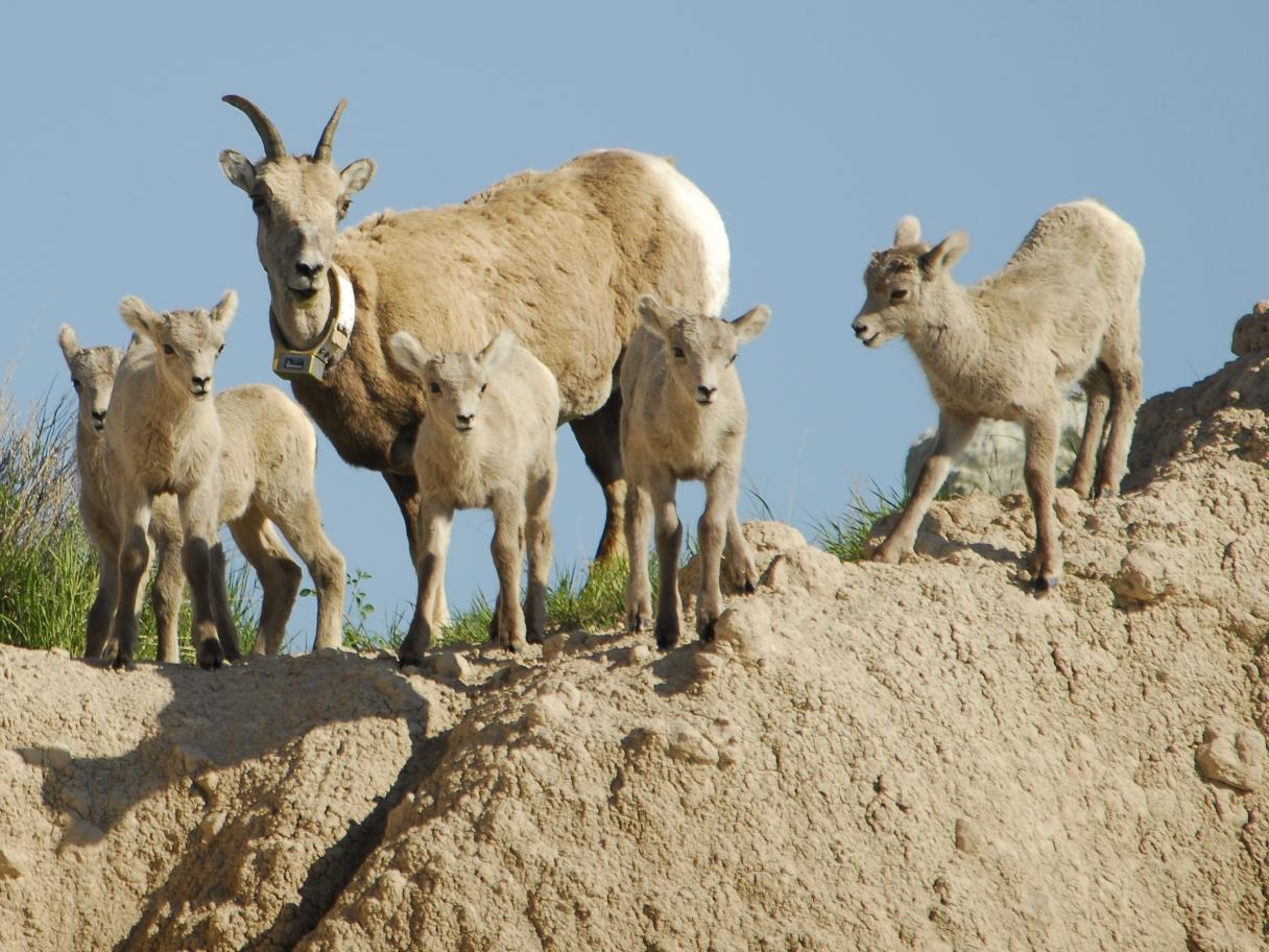 Baby big horn sheep