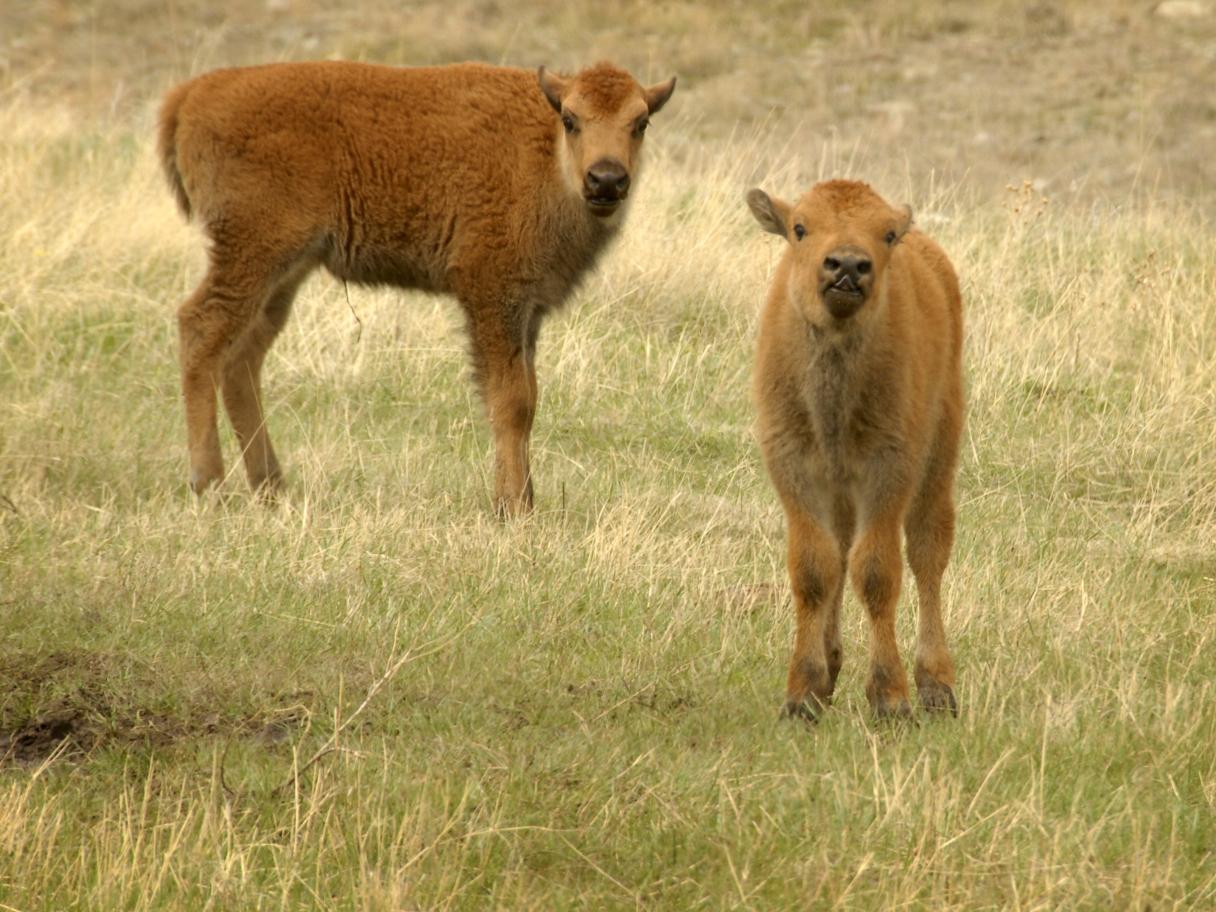 Baby bison