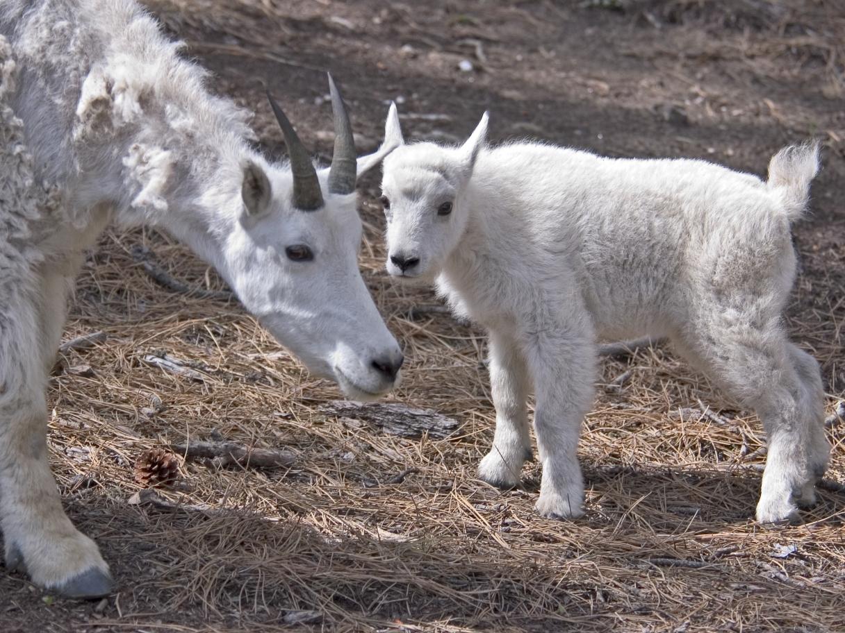 Baby mountain goat