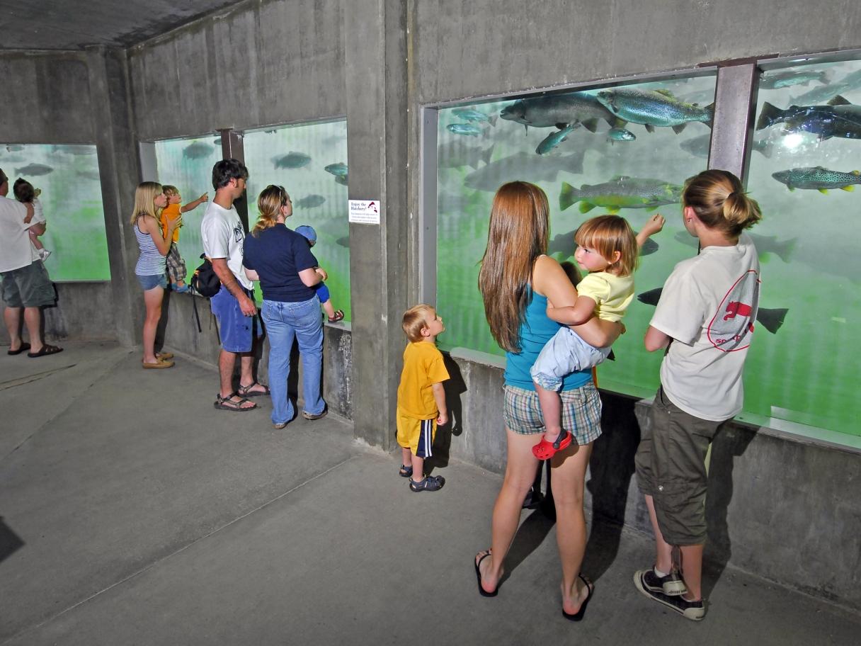 People look at the fish swimming behind glass at a fish hatchery