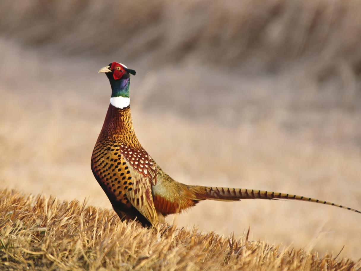 Pheasant