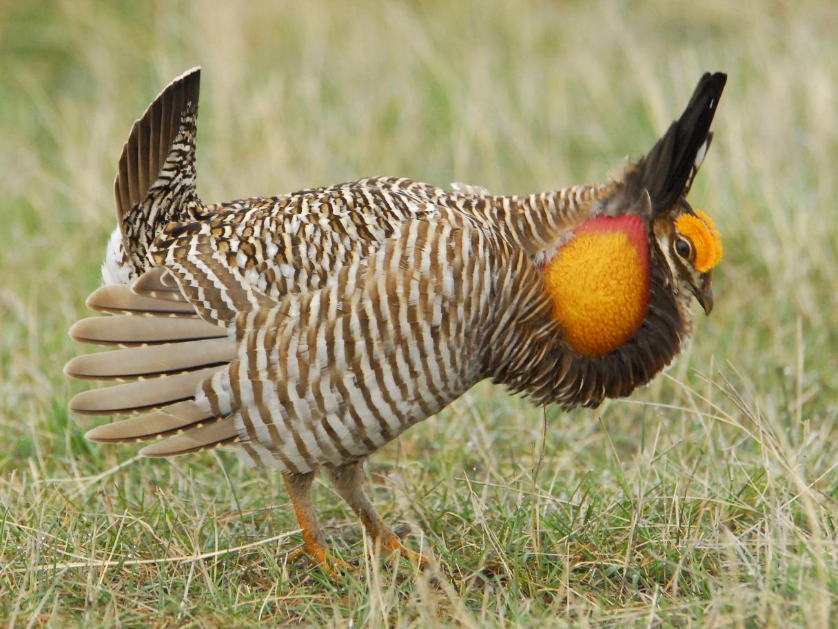 Prairie Chicken