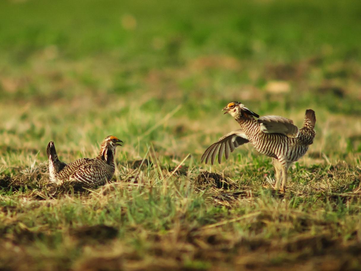 Prairie Chickens