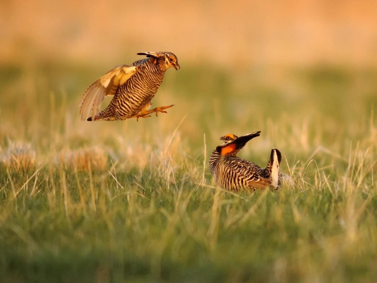Prairie Chickens