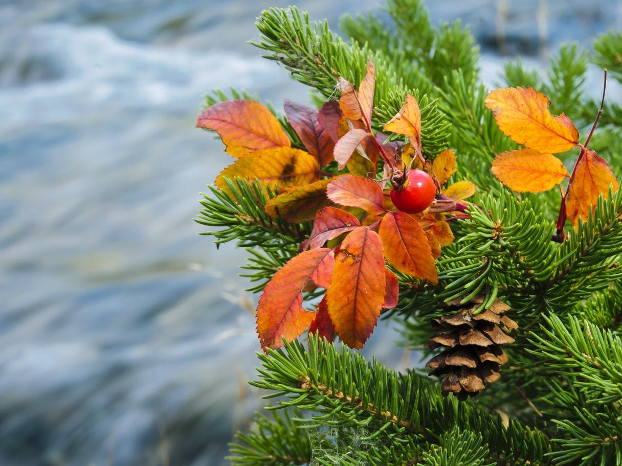 Orange fall leaves