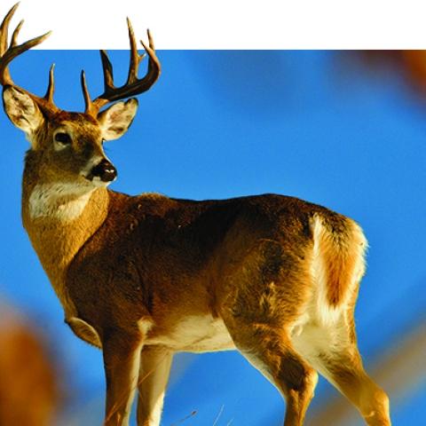 deer