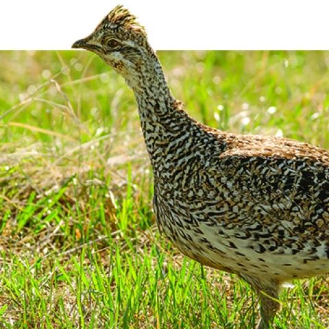 sharptail grouse