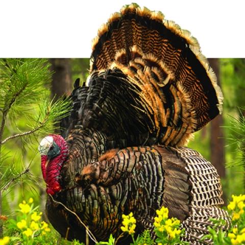 turkey