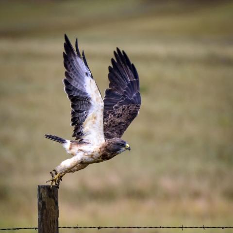 Launching Bird