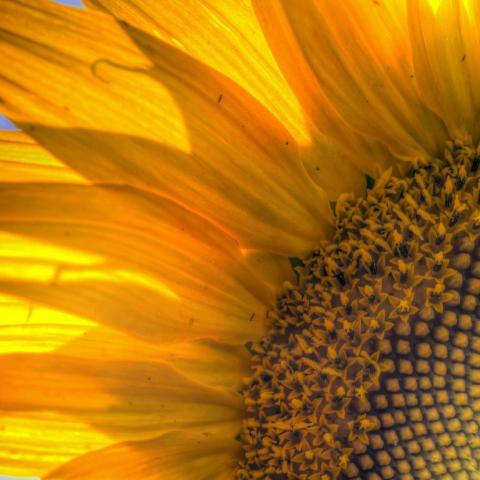 Macro Sunflower